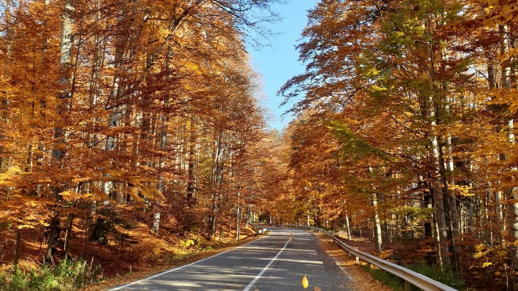 Lup cel rau - Taxi imagine